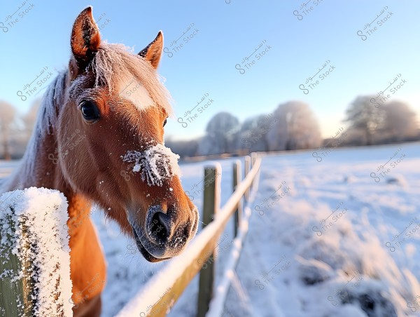 A photograph of a brown horse standing next to a wooden fence in a snow-covered landscape. The horse has snow on its nose and mane, with a backdrop of frost-covered trees in the sunrise light.