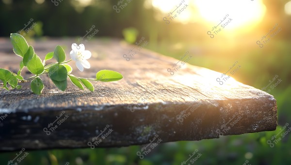 A small white flower on a green stem protruding from an old wooden surface, with a background showing soft golden sunlight and blurred natural colors, creating a sense of calm and natural beauty.