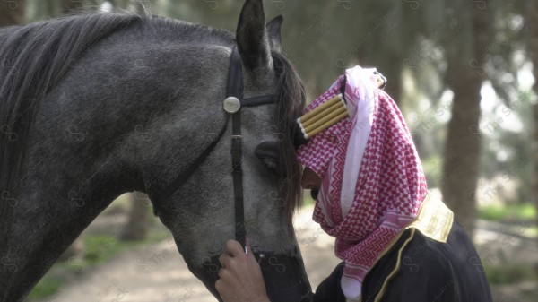 فارس سعودي يرتدي الزي السعودي التقليدي ممسك بخيل عربي اصيل في احد الاسطبلات، تعلم الفروسيه، ترويض الخيل، الخيل العربي الأصيل ، هواية ركوب الخيل.