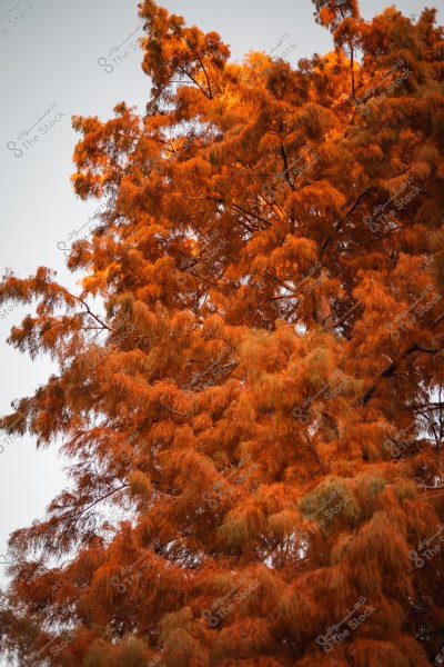 شجرة ضخمة تتحول أوراقها إلى اللون البرتقالي في فصل الخريف.