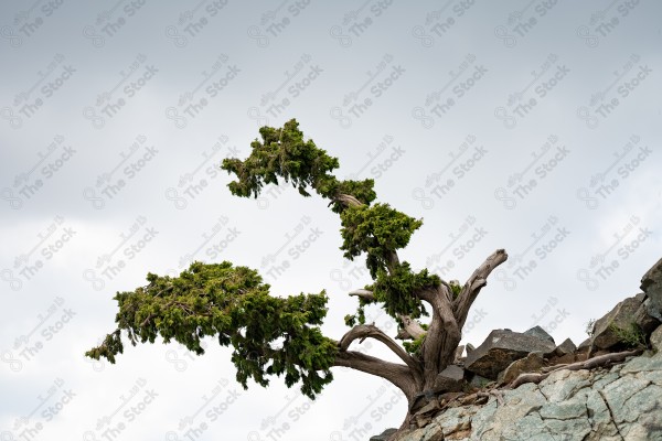 A shot of a tree on a mountain slope located on Mount Daqqa in Al-Shifa in Taif Governorate, showing the sky overcast and clouds, Taif Mountains, nature in Saudi Arabia