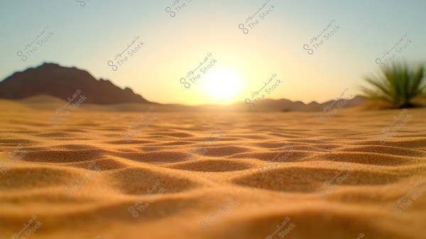 An image of a desert landscape during sunset, showcasing golden, wavy sand dunes with a dark-colored mountain in the background and the warm glow of the sun shining on the horizon. A small desert plant is visible on the right side of the image.