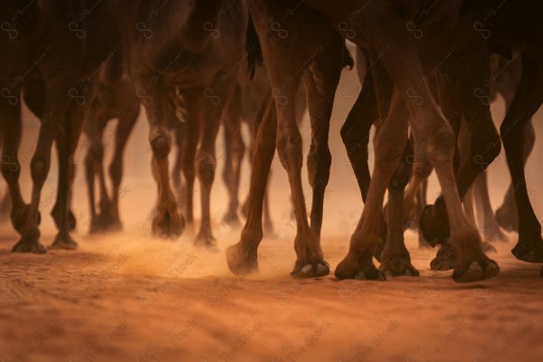 قطيع من الإبل تسير في صحراء العلا نهارً، أماكن سياحية في السعودية، الطبيعة في السعودية.