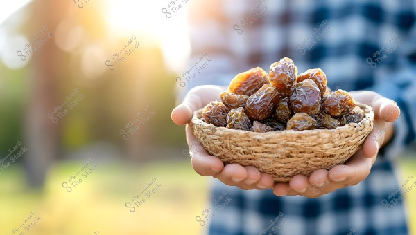 The image shows a person holding a small woven basket filled with dark brown dates. The background is blurred with a golden sunlight creating a warm, natural ambiance. The person is wearing a checkered shirt.