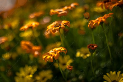 shot of a group of orange and yellow flowers in a garden at daytime.