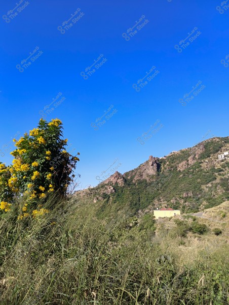 A natural landscape featuring a clear blue sky and mountains covered with green vegetation in the background. In the foreground, there is a flowering bush with beautiful yellow flowers, surrounded by tall green grass. A small cream-colored building appears near the middle of the image, nestled among the hills.