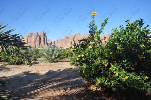 لقطة تظهر فيها مزارع النخيل والبرتقال في مدينة العلا، اشجار البرتقال.