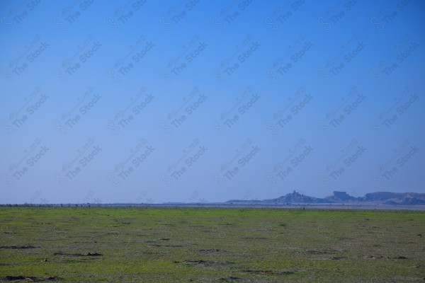 A professional photo spanning natural greenery, embodying the splendor of nature at its finest. The extended green spaces harmoniously intertwine with the ground