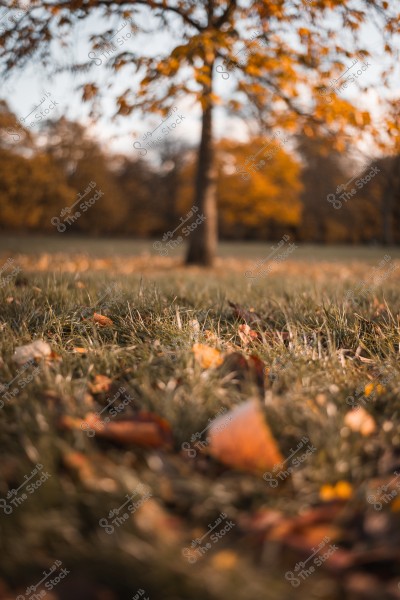 شجرة في حقل مع أوراق خريفية على الأرض.