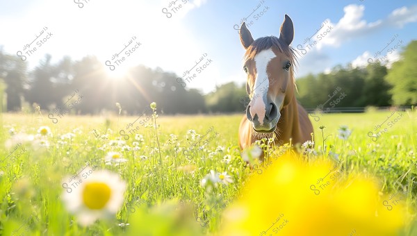 A photo of a brown horse standing in a field full of white and yellow flowers under bright sunlight. The horizon is lined with green trees and a blue sky with some clouds.