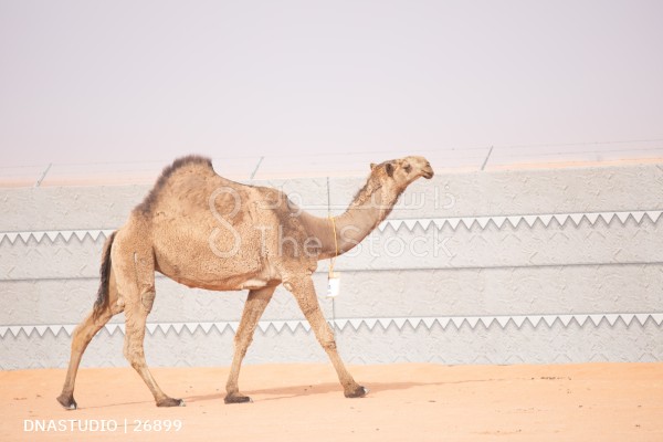 قافلة من الجمال المشاركة تسير في مهرجان الملك عبدالعزيز النسخه السادسة للأبل