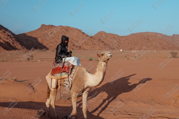 رجل يرتدي سترة جلدية سوداء وعمامة تجلس على جمل في صحراء قاحلة. توجد خلفه جبال صخرية بلون بني فاتح تحت سماء زرقاء صافية.