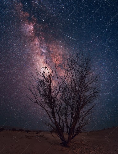 Night image of a tree in the middle of the Empty Quarter desert and the appearance of the Milky Way above it, the sky is black and the stars and planets twinkle at night