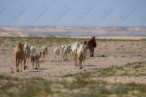 مجموعة من الإبل تسير مع الراعي نهارًا في الصحراء بالمملكة العربية السعودية