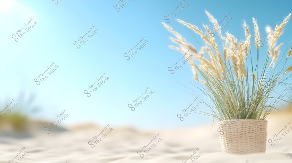 An image showing a wicker basket containing tall plants with golden feathery tops, placed on sandy soil. The background features a clear blue sky with sunny lighting filling the scene.