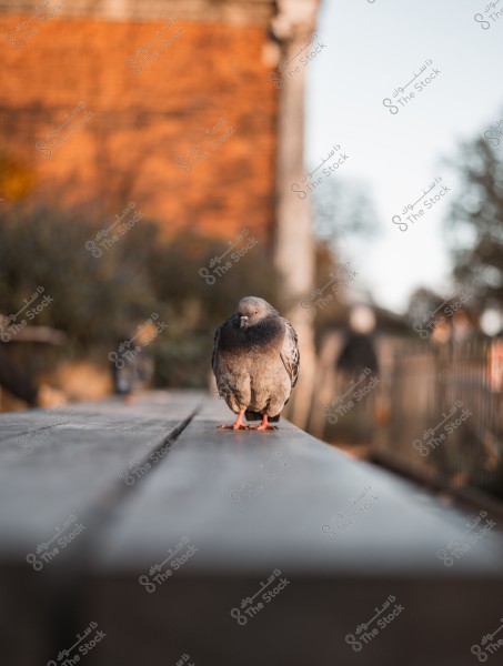 An image of a pigeon standing on a wooden table in an outdoor setting, with a blurred background of a brick wall and some trees.