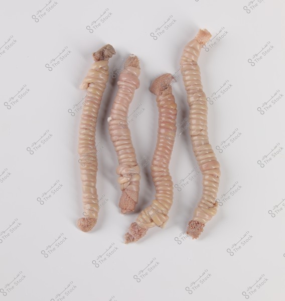 أربعة أمعاء مصفوفة على سطح أبيض. الأمعاء ملفوفة بشكل حلزوني ولونها وردي فاتح.