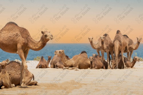 لقطة لمجموعة من الجمال على شاطئ رملي في احد البحار وقت الظهيرة.