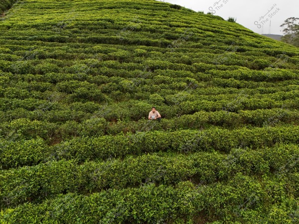 Image of a man standing in the middle of a green tea field. The field is organized in successive rows covering a hillside. The person is wearing a gray shirt and dark pants, appearing small compared to the vast expanse of the field. There are trees on the horizon and an overcast sky.