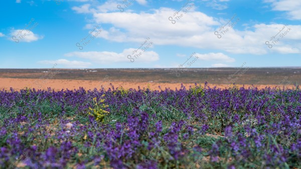 A landscape photo of a desert scene with a blue sky and fluffy clouds in the background. In the foreground, purple and yellow flowers are spread across the sandy ground.
