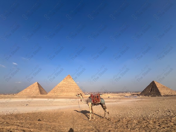 Camel in the Egyptian pyramids