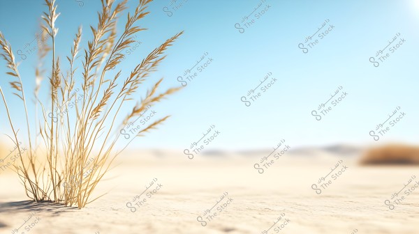 An image of small plants growing in the desert, showcasing thin stems and sparse leaves on a sandy ground. The sky is clear blue in the background with an indistinct horizon in the distant background.