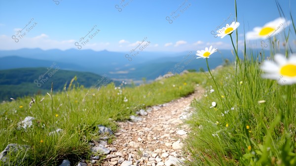 A scenic landscape featuring a narrow gravel path winding through a meadow filled with blooming white flowers and lush green plants. In the background, faint blue mountains are visible under a clear blue sky.