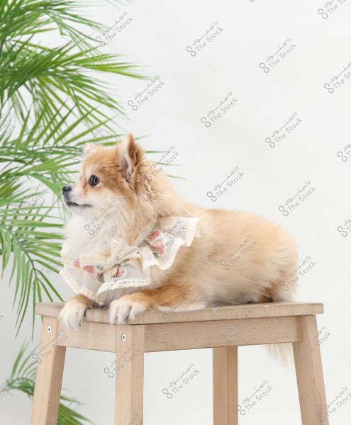 A small brown dog is sitting on a wooden table. The dog is wearing a lace scarf adorned with pink and white flowers. In the background, there is a tropical plant with green leaves.