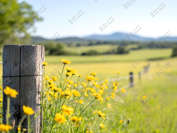An image of a natural landscape featuring yellow flowers adorning a green field with a wooden fence extending into the distance. A wooden post is in the foreground on the left, and the scene extends to distant hills in the background under a clear sky.
