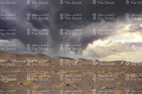 مجموعة جمال تسير بالصحراء والغيوم السوداء خلفها مع دخول ضوء الشمس