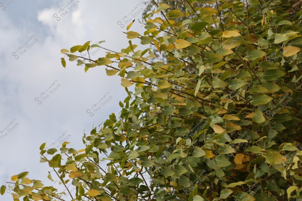 صورة لشجرة بأوراق خضراء وصفراء متداخلة, تظهر السماء الزرقاء الفاتحة وبعض الغيوم في الخلفية.