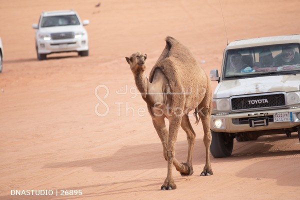 قافلة من الجمال المشاركة تسير في مهرجان الملك عبدالعزيز النسخه السادسة للأبل