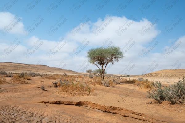 A shot of a desert during the day, showing rocky masses, trees and mountains, the Empty Quarter, hunting, a group of trees.