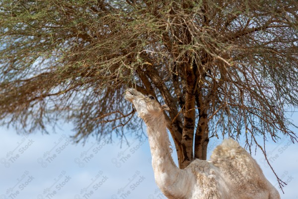 لقطة لجمل يستظل تحت احر الاشجار , أحد الجمال في الصحراء نهارًا، تربية مجموعة من الإبل في الصحراء .