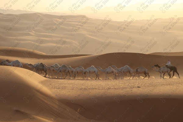 لقطة لمجموعة من الجمال تسير بالصحراء الربع الخالي نهارا ، كثبان رملية، صحراء الربع الخالي .