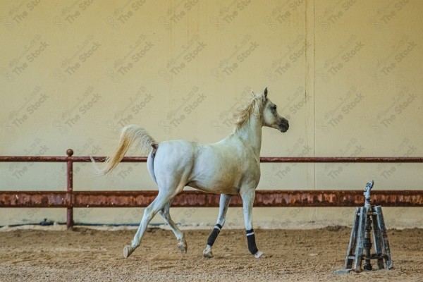 لقطة لخيل عربي بلون الابيض بأسطبل نهارًا ، سباقات الخيل ، جمال خيل العربي ، قفز الحواجز .