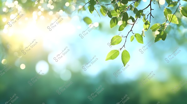 صورة تعرض فرع شجرة بأوراق خضراء مضيئة تحت أشعة الشمس. الخلفية غير واضحة وتظهر فيها نقاط بوهية من الضوء, مما يعطي إحساسًا بالصفاء والطبيعة في روز النهار.