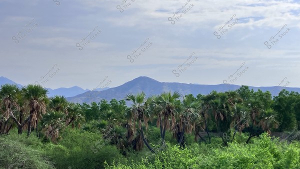 منظر طبيعي خلاب يظهر جبلًا في الخلفية تحت سماء زرقاء ملبدة ببعض السحب. في المقدمة, توجد مجموعة من أشجار النخيل محاطة بالنباتات الخضراء الكثيفة.