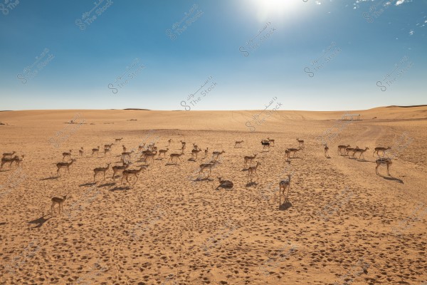 The image shows a herd of gazelles in a vast desert under a clear blue sky. The sun is shining in the top right corner, casting shadows of the animals on the golden sand. A large number of gazelles can be seen scattered across the expansive desert, with some moving while others are sitting.
