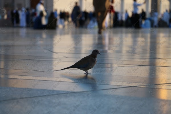 المسجد النبوي الشريف - المدينة المنورة