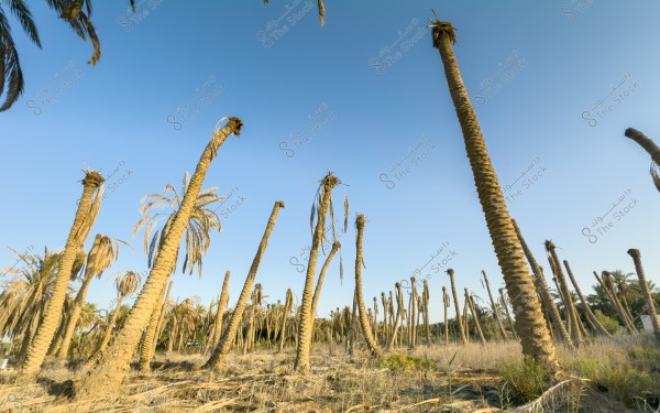صورة لمجموعة من أشجار النخيل اليابسة تقف في حقل تحت سماء زرقاء صافية.