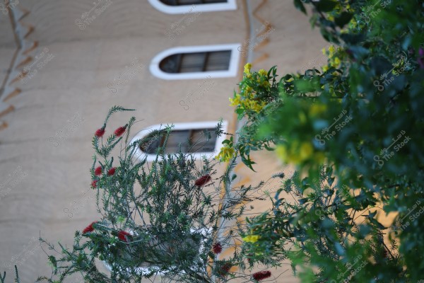 The image shows a traditional mud-brick building with windows featuring white decorations. In the foreground, there are green trees with red and yellow flowers. The windows have an arched shape and the architectural elements suggest Najdi style.