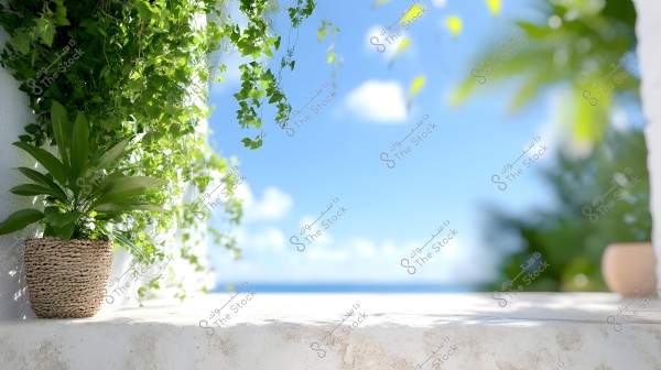 An image showing a green plant in a woven straw pot placed on a white stone surface, with hanging green plants in the background. The sky is blue and clear with some light clouds, and there are hints of the sea in the distant background.