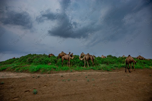 لقطه يظهر فيها مجموعة جمال فوق الجبل الاسود في منطقة جازان جنوب المملكة العربية السعودية، جمال في قمة الجبل، معالم تاريخية وسياحيه، مرتفعات جبلية، جبال جازان، الطبيعة الجبلية في جازان