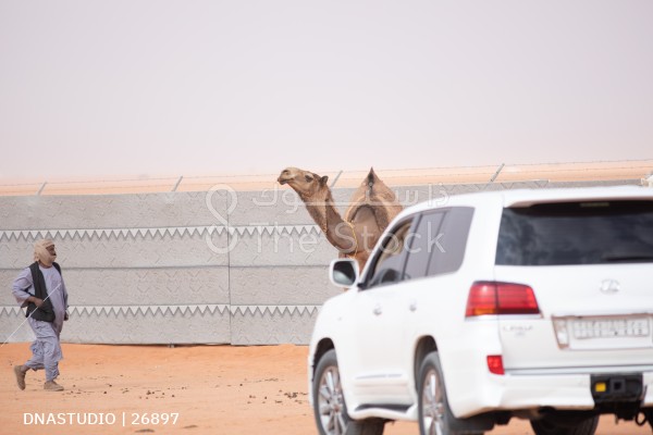 قافلة من الجمال المشاركة تسير في مهرجان الملك عبدالعزيز النسخه السادسة للأبل