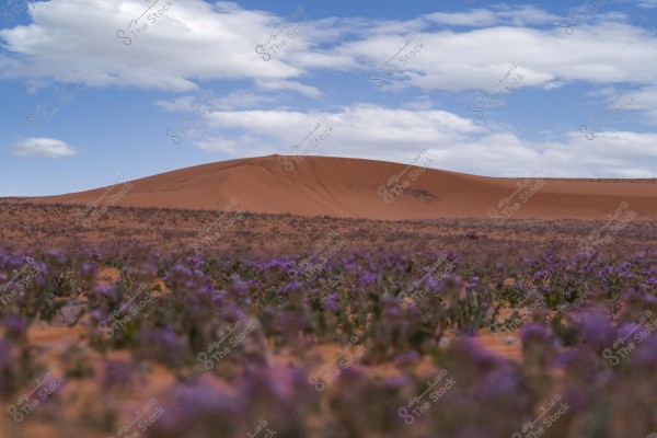 A stunning landscape of a desert featuring orange sand dunes stretching under a blue sky with white clouds. In the foreground, wild plants with purple flowers add a touch of life and color to the desert scene.