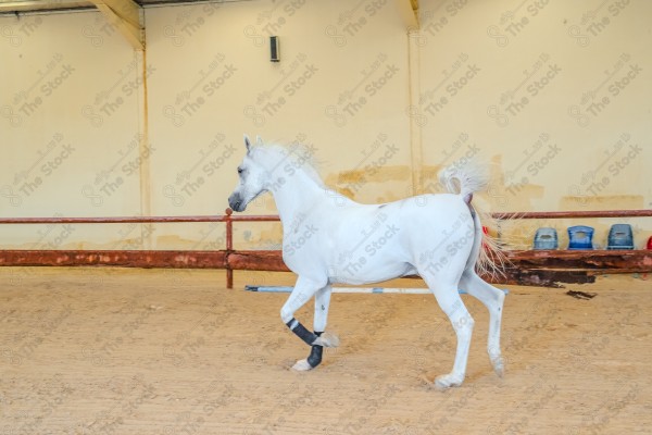 لقطة لخيل عربي بلون الابيض بأسطبل نهارًا ، سباقات الخيل ، جمال خيل العربي ، قفز الحواجز .