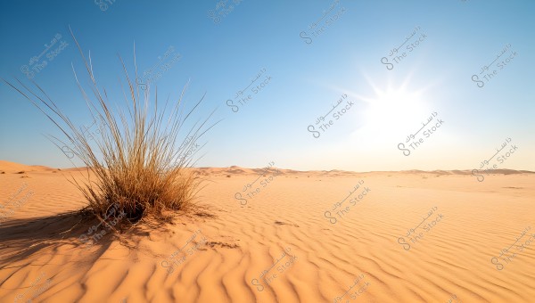 A scenic view of a vast desert under a clear blue sky. Warm sands cover the ground with some desert grasses scattered in the foreground. The powerful sun shines in the horizon, casting long shadows on the dunes.