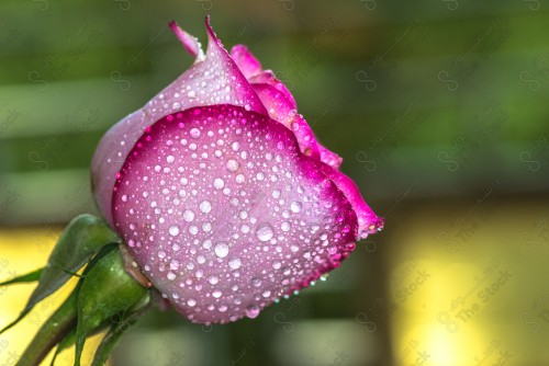 Close-up of a pink rose with drops of water, natural life