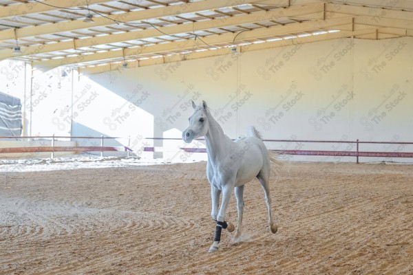 لقطة لخيل عربي بلون الابيض بأسطبل نهارًا ، سباقات الخيل ، جمال خيل العربي ، قفز الحواجز .